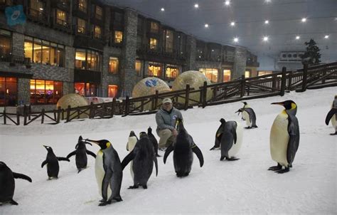 Ski Dubai Penguins Encounter- Emirates Mall: Triphobo