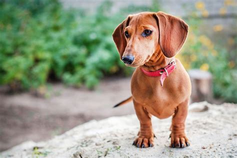 Is My Dachshund Miniature or Standard? - I Love Dachshunds