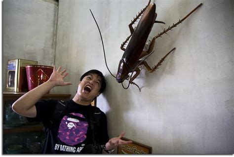 The World Largest Cockroach | frans84 | Flickr