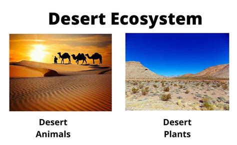 Desert Ecosystem-Characteristics, Composition, Types, Factors ...