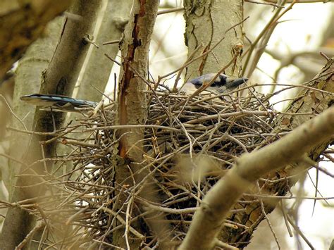 Blue Jay Nesting (Complete Guide) | Birdfact