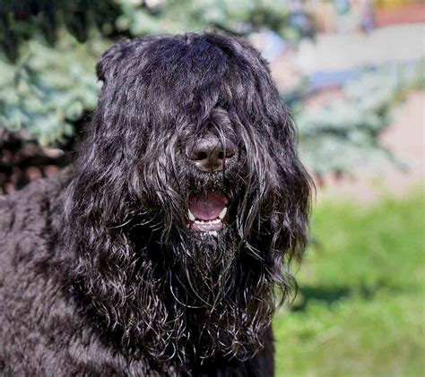 Bouvier des Flandres Dog Breed Information and Characteristics | Daily Paws