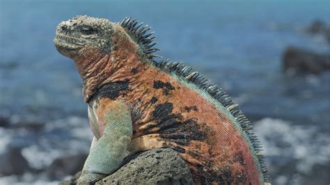 Marine Iguanas - Discovering Galapagos Evolution Zone