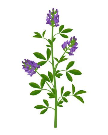 Lucerne plant, Royalty-free Lucerne plant Vector Images & Drawings ...