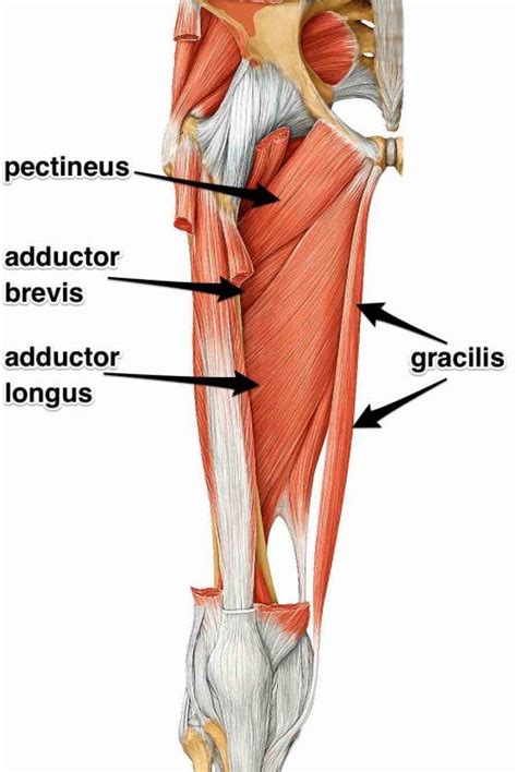 The Adductor Muscles, Their Attachments and Actions | Yoganatomy