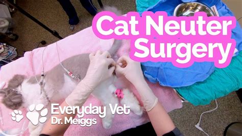 Cat Neuter Surgery | A walkthrough of the surgical procedure - YouTube