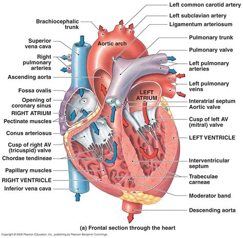 Heart Diagram: Right/left Atria, Right/left Ventricles, Pulmonary Trunk ...