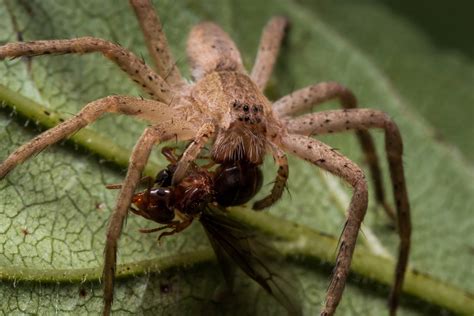 Ants' Natural Predators in Arizona - Which Animals Eat Ants?