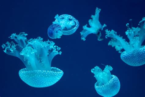 Premium Photo | Group of beautiful jellyfish in the aquarium