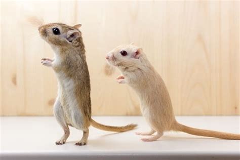 Identifying Male and Female Gerbils