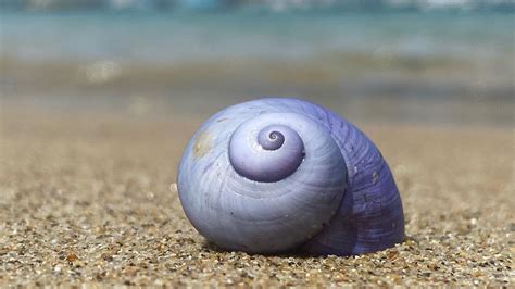 Why rare violet sea snails are washing up on beaches in Cornwall and ...