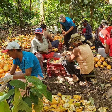 Agroforestry and land reform give Brazil cacao farmers sweet taste of ...