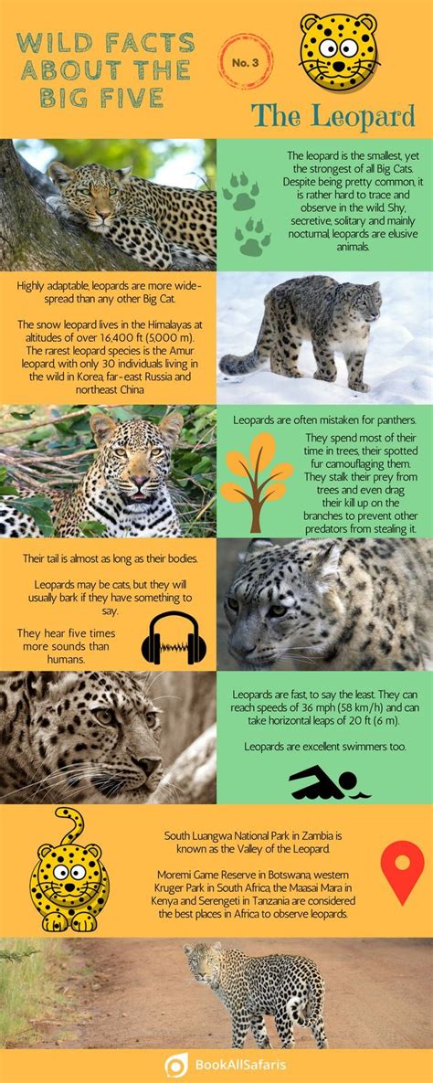 Wild Facts About the Big Five: No. 3 – the Leopard [Infographic ...