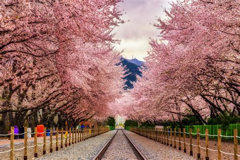 Kumpulan Foto Cantiknya Jepang Saat Musim Bunga Sakura Mekar