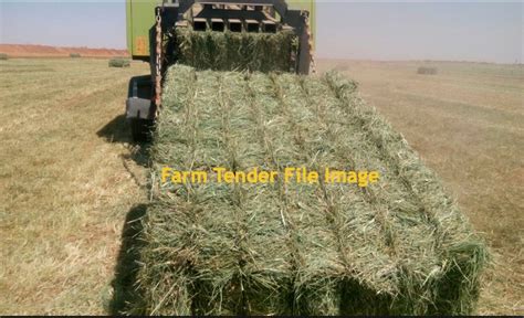 Rhodes Grass Hay 8x4x3 Bales 1 Road Train | Hay & Fodder