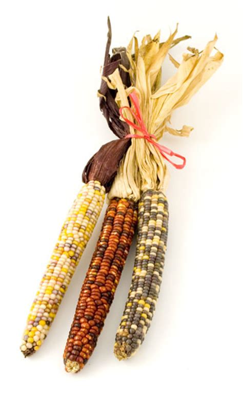 How the Iroquois Tribes Grew Corn | HubPages