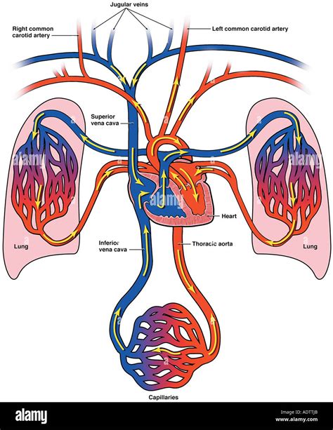 Heart And Lungs Diagram - Photos