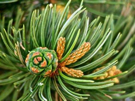 Pinon Pine Resin Pitch Tree Sap firestarter antiseptic waterproofing ...