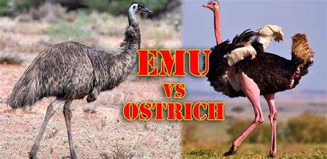 Emu vs Ostrich - Differences Between These Giant Birds - Taj Birds