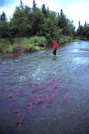 How to Catch Chum Salmon & Chum Salmon Fishing Guides