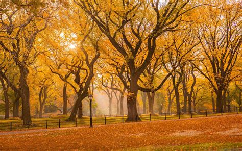 Central Park Fall Foliage MacBook Air Wallpaper Download | AllMacWallpaper