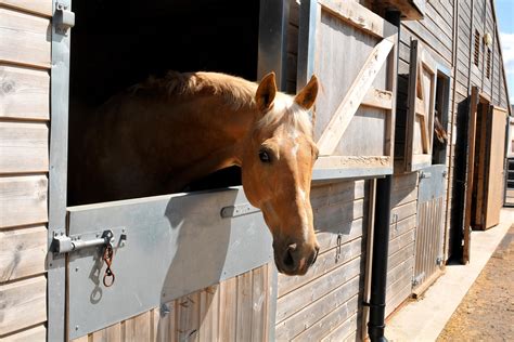 Tips for Making Your Horse's Stall Safe