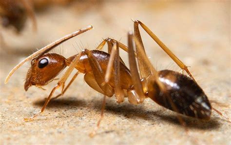 Ghost Ants In DFW & Houston | All Safe Pest & Termite