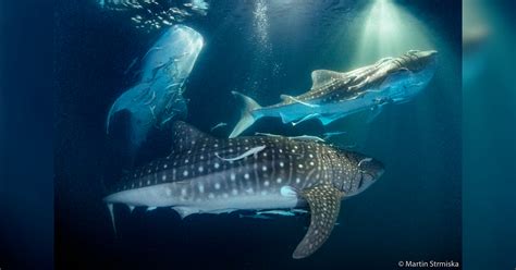 VIDEOS: Diver Captures ‘Insane’ Moment 20 Whale Sharks in Feeding ...