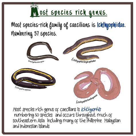 Most species-rich caecilian genus | Most species rich caecil… | Flickr