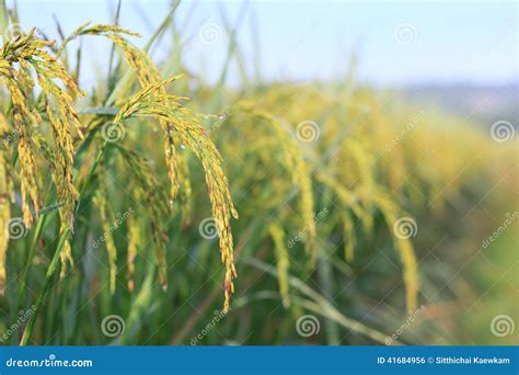 Rice plantation stock photo. Image of harvest, farmer - 41684956