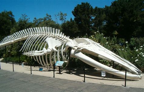 Blue Whale Skeleton | Flickr - Photo Sharing!