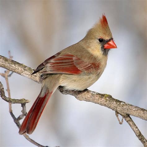 Female Northern Cardinal | Cute animals, Animals, Bird aviary