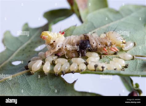 Ichneumon wasp larvae Stock Photo - Alamy