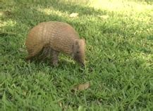 armadillo gifs | WiffleGif