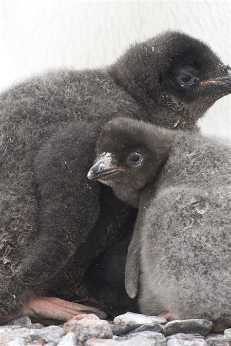 Baby Adelie Penguins