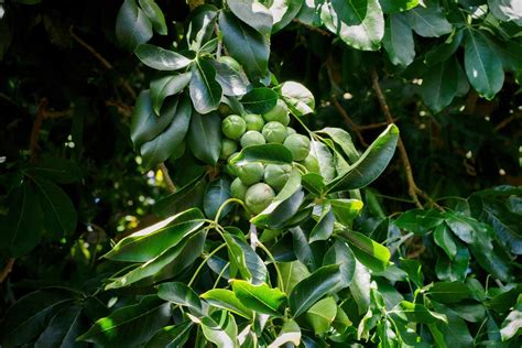 Sapote Fruit Tree