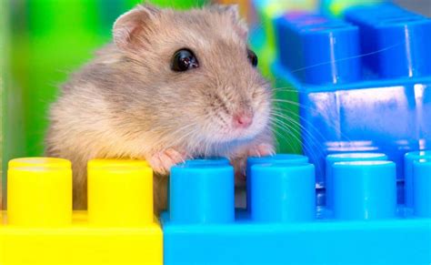 How Should You Play with Your Hamster? – Hamsters 101