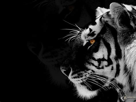 🔥 Download Black And White Animal Wallpaper by @ralphdavis | Black And ...