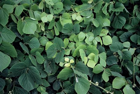 Kudzu | Definition, Scientific Name, & Facts | Britannica