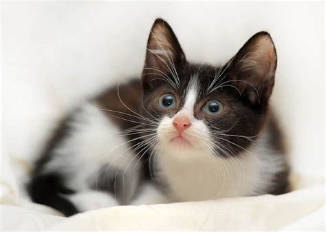 When Do A Kitten's Eyes Change Colour? - Cat-World