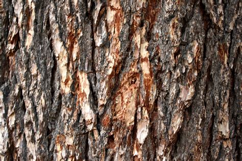 Pine Tree Bark Texture – Free High Resolution Photo – Photos Public Domain