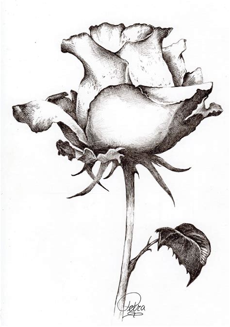 Images Of Flowers In Pencil Drawing | Free download on ClipArtMag