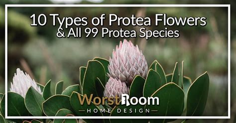 10 Types of Protea Flowers & All 99 Protea Species - Worst Room