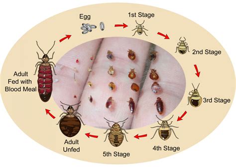 Bed Bug Eggs Vs Carpet Beetle Eggs - Carpet Vidalondon