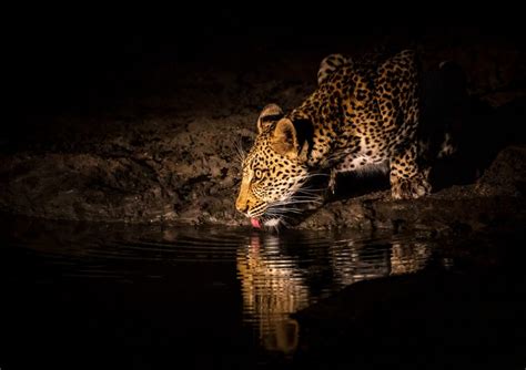 Tips to Photograph Wildlife on a Night Safari in Africa | Nature TTL