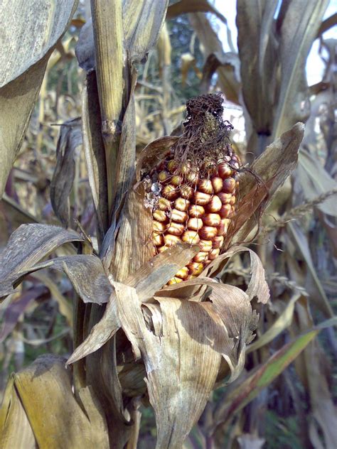 old corn Free Photo Download | FreeImages