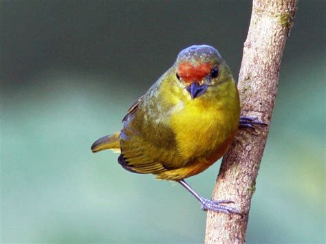 female Spot-crowned Euphonia (Euphonia imitans)