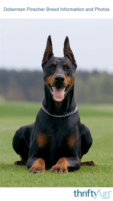 25+ Average Size of Spinaker Doberman pinscher breed information and ...