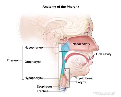 Pharynx Definition and Examples - Biology Online Dictionary