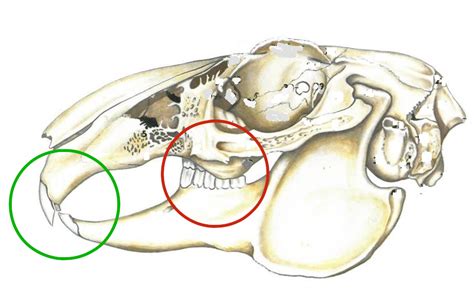 What dental problems do rabbits get? – RSPCA Knowledgebase